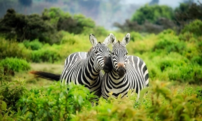 Collaborative conservation continues between SA, Mozambique
