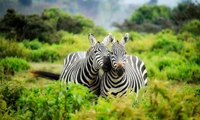 Collaborative conservation continues between SA, Mozambique