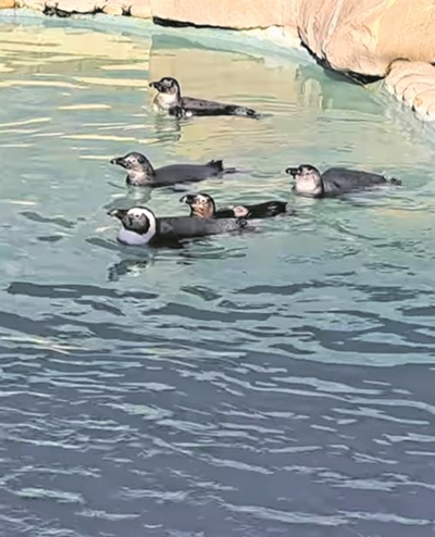 Freedom beckons for lucky penguins