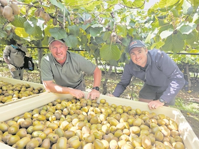 Kiwivrugte van George is van topgehalte