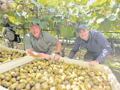 Kiwivrugte van George is van topgehalte