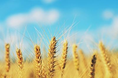Concern about quality of malting barley crop in the Southern Cape
