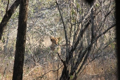 Lion on the loose keeps Marloth Park in lockdown 