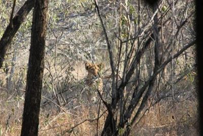 Lion on the loose keeps Marloth Park in lockdown 