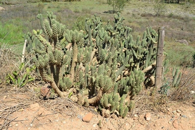 Bloedneus vir indringerplante