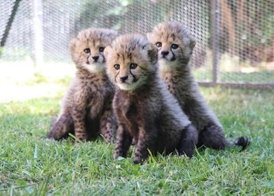 Nuwelinge by Cango Wildlife Ranch
