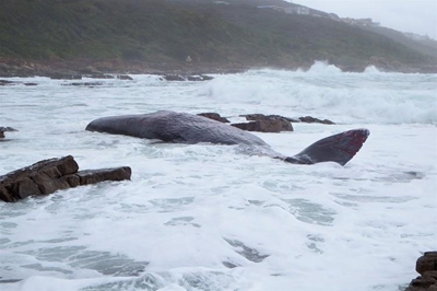 Gestrande walvis gaan nie verwyder word nie