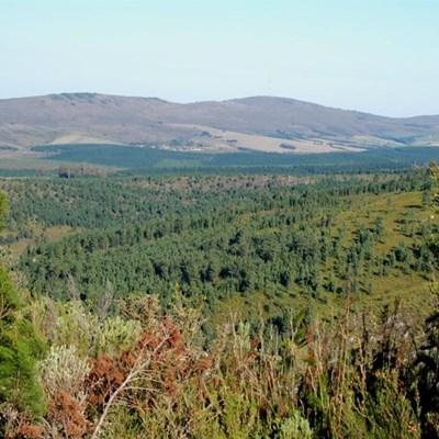 Alien invasive pines fuelled Knysna fires