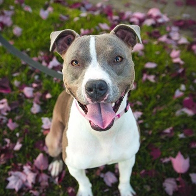 Bark in the Park this Sunday