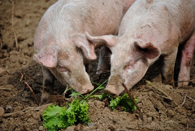 Swine fever still not belly up