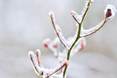 Strong wind along the coast with cold night temperatures expected