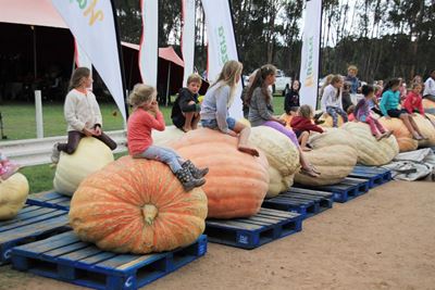 It's Giant Pumpkin time again