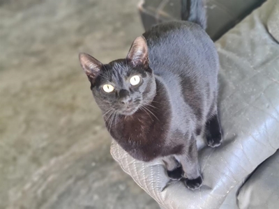 Adopt a pet from the SPCA