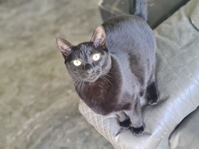 Adopt a pet from the SPCA