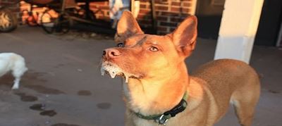 Rabies spike in KwaZulu-Natal