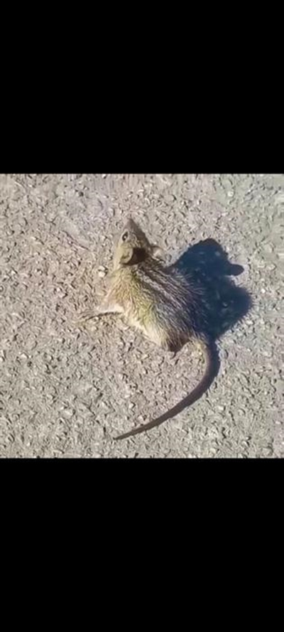 Nagmerrie toe dol muis vrou byt