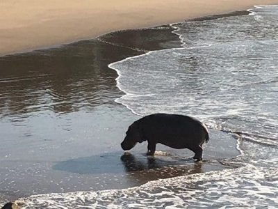 Hippo says no to lockdown rules, takes a dip in the sea