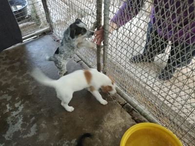 Honde- en katkos dringend benodig