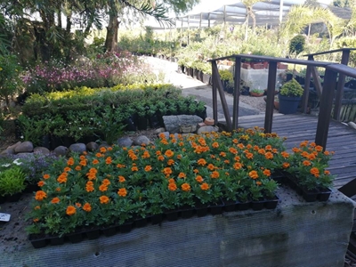 George Garden Centre vier 30 jaar van kwaliteit