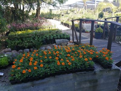 George Garden Centre vier 30 jaar van kwaliteit