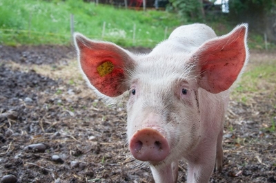 Using livestock for healthier soil