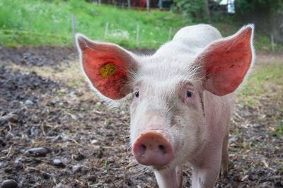 Using livestock for healthier soil