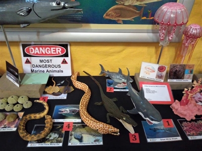 Last day of Marine Week exhibition