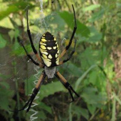 Where Have All The Large Garden Spiders Gone Mossel Bay Advertiser
