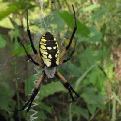 Where have all the large garden spiders gone?