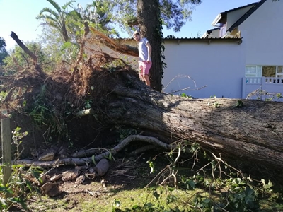 Fallen trees crush garage 