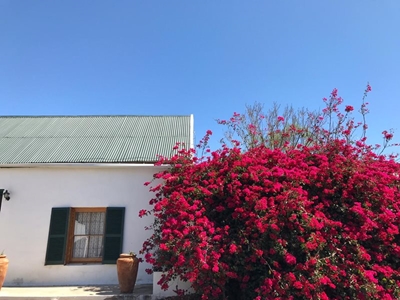 Graaff-Reinet se bougainvilleas blom