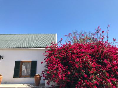 Graaff-Reinet se bougainvilleas blom