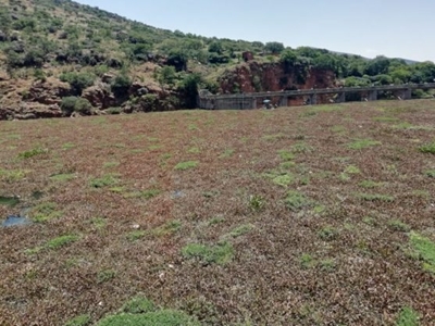 Ridding Hartbeespoort Dam of hyacinths ‘highly unlikely’, new study reveals