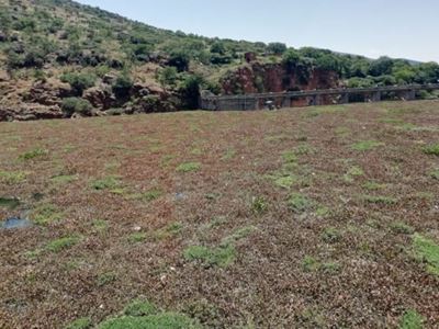 Ridding Hartbeespoort Dam of hyacinths ‘highly unlikely’, new study reveals