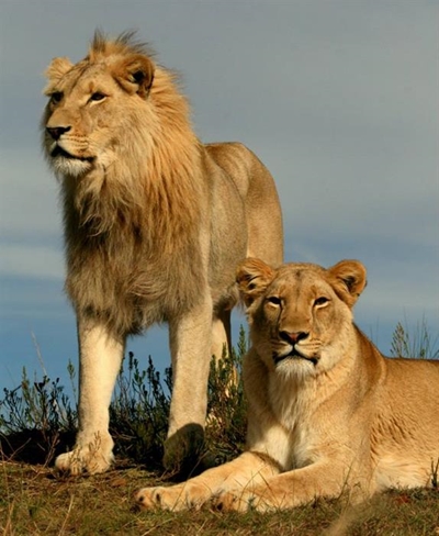 Walk next to a lion
