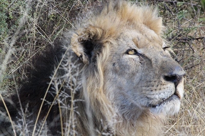 Twee nuwe leeumannetjies in Nasionale Bergkwaggapark