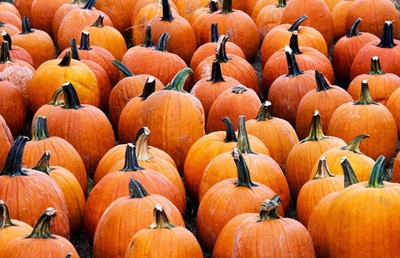 Why pumpkins need space to grow