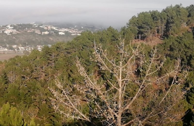 Fire danger places Invasive Alien Plants in the spotlight