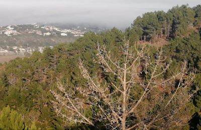 Fire danger places Invasive Alien Plants in the spotlight