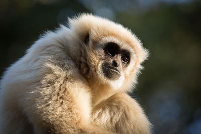 Much more monkey business