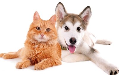 Home preparations for pet-sitters