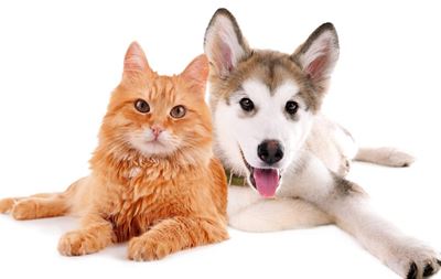 Home preparations for pet-sitters