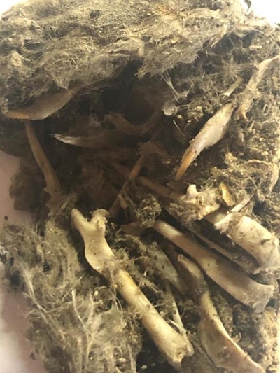 Owl pellets found at bridge construction site