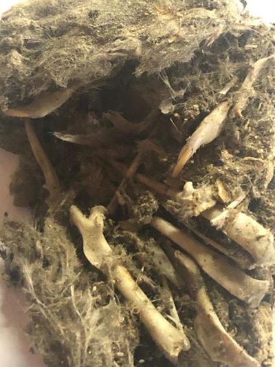 Owl pellets found at bridge construction site