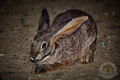 Disease causing mass rabbit deaths in Northern, Western Cape identified