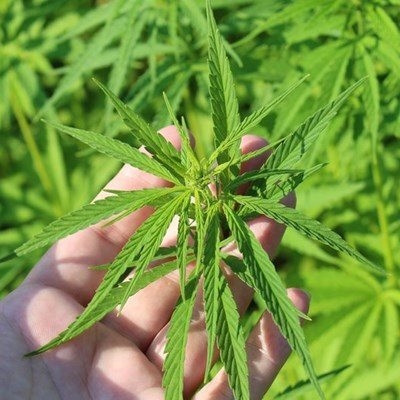 Cannabis Expo expands to Sandton