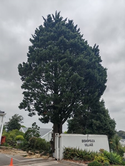 Tears shed as old cypress tree comes down