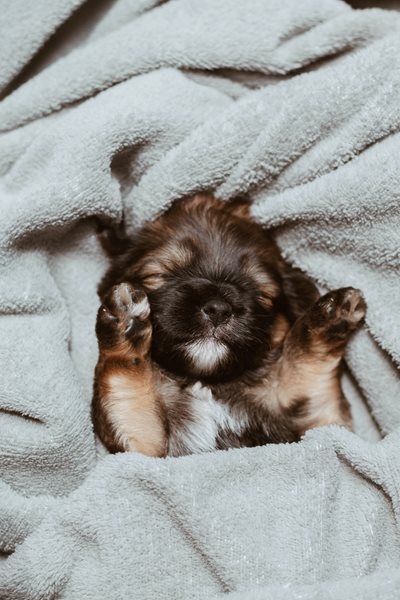 The pitfalls of hand-rearing a puppy