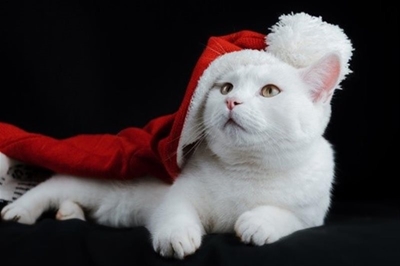 Safety tips for your pets during the festive season