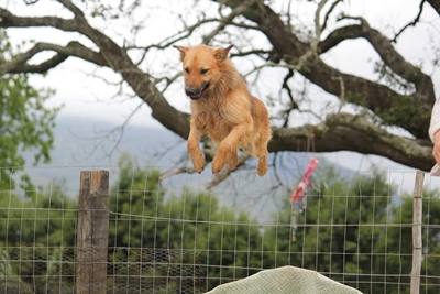 Fun dog show in aid of Odin